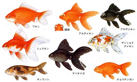 金魚品種|キンギョ